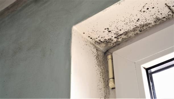 Best Basement Mold Removal  in Brilliant, OH